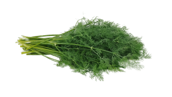 Herb Dill bunch