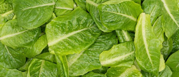 Cos lettuce leaves 200g
