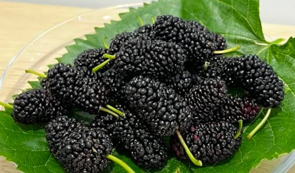 Mulberries Frozen 500gm
