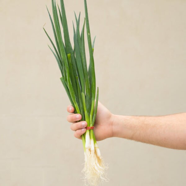 Spring Onion bunch