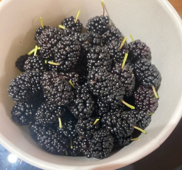 Mulberries Fresh 150g