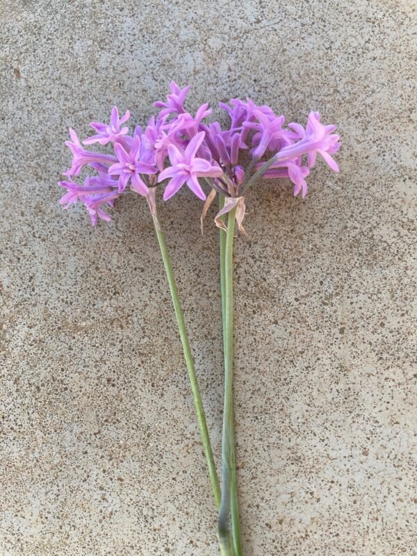 Society Garlic Flowers per stem