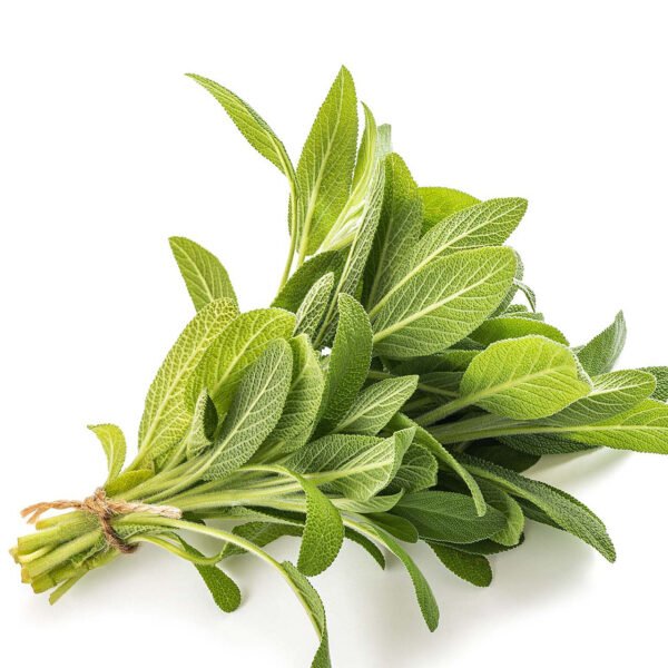 Herb Sage Bunch