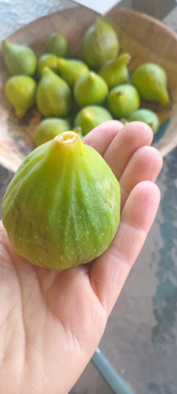 Figs Green 500g