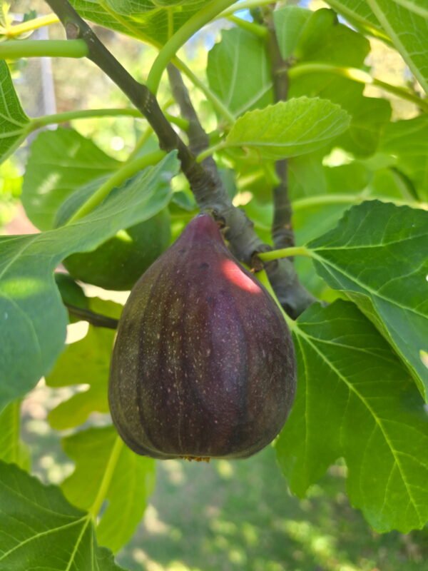 Figs Black pack of 6