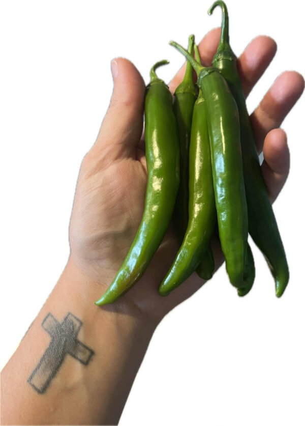 Cayenne Chilli Green 4 pack