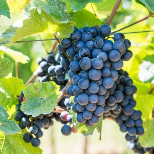 Grapes Autumn Royal Certified Organic 1kg
