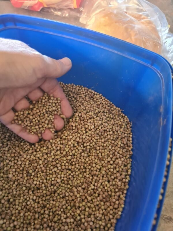 Herb Coriander Seed 20g