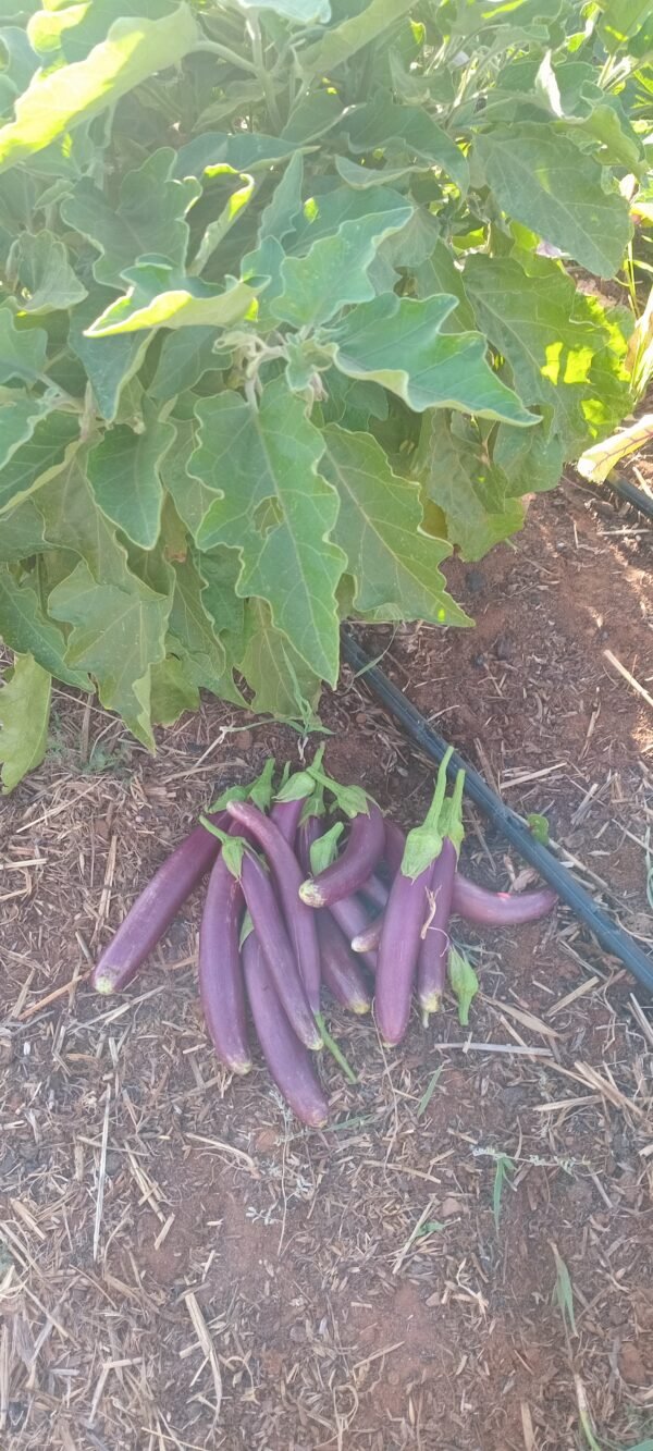 Eggplant Mini Lebanese 250g