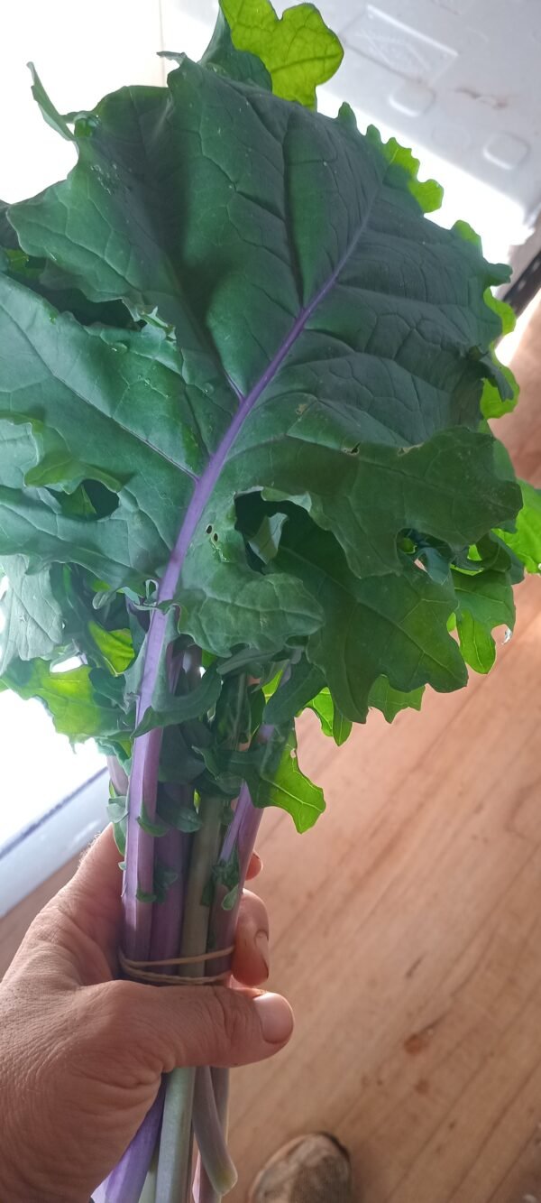 Kale Red Russian