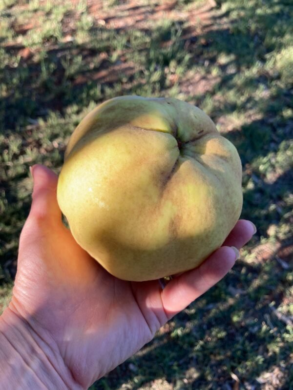 Quinces ea.