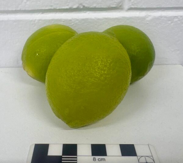 Limes pack of 3