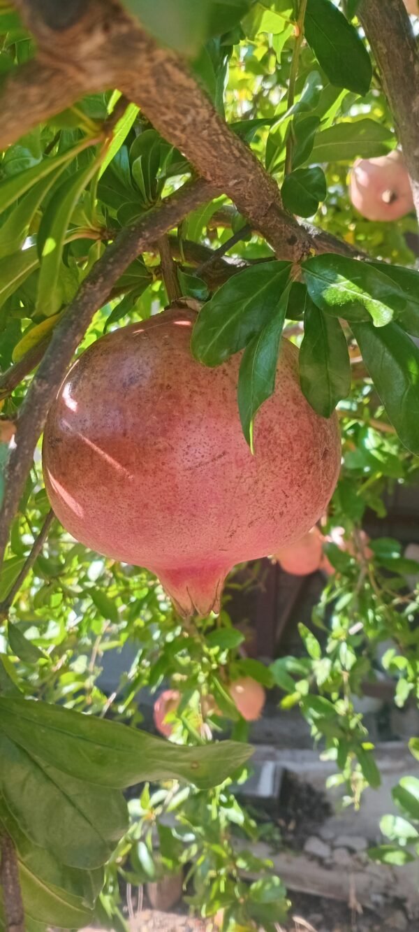 Pomegranate ea