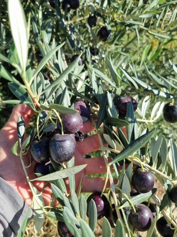 Olives Black Fresh 1kg