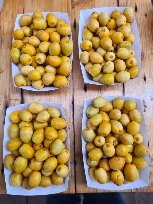 Dates Barhee Fresh 500g