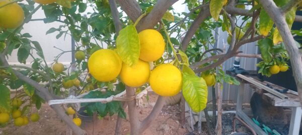 Bergamot ea.