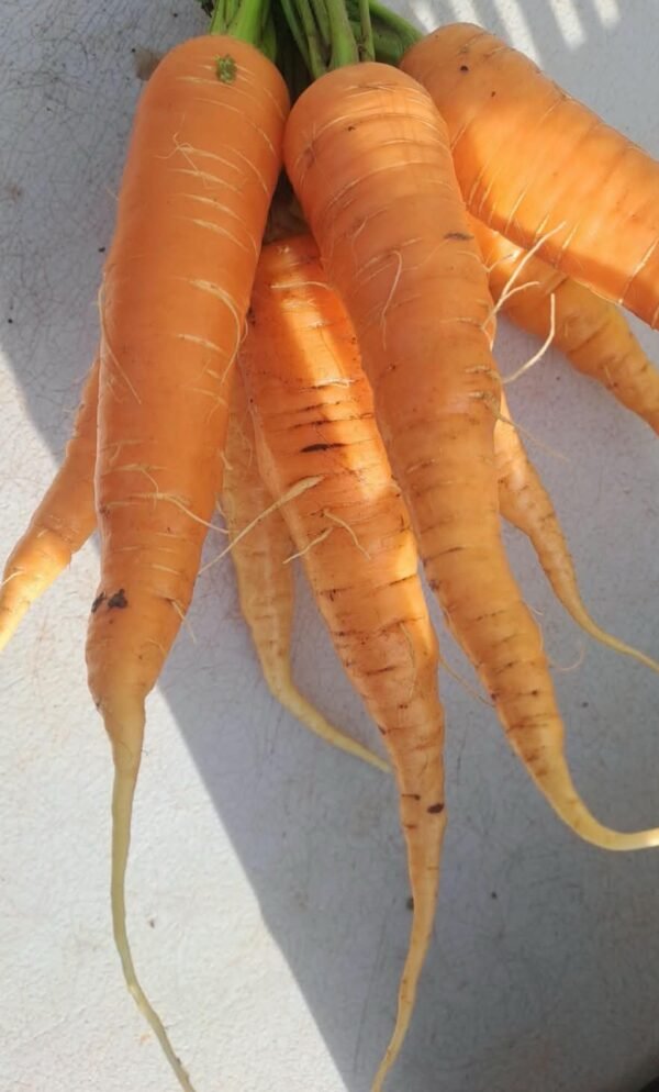Carrots Loose 1kg