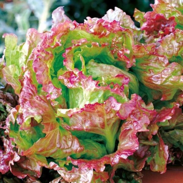 Lettuce Red whole small